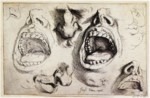 Line and Finished Studies of Mouths and Noses Line and Finished Studies of Mouths and Noses