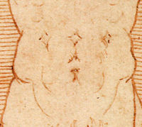 Cropped - Vitruvian Man Vitruvian Man