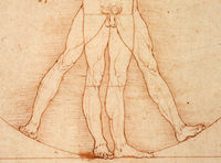 Cropped - Vitruvian Man Vitruvian Man