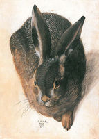 Young Hare