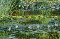 Cropped - Lily Pond Lily Pond