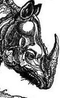 Cropped - Rhinoceros Rhinoceros