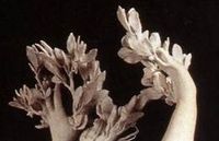 Cropped - Apollo and Daphne Apollo and Daphne